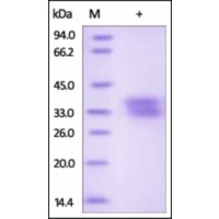 The purity of rh Ephrin-B1 /EFNB1 was determined by DTT-reduced (+) SDS-PAGE and staining overnight with Coomassie Blue.