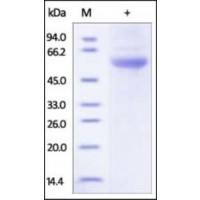 The purity of rh EPOR Fc Chimera was determined by DTT-reduced (+) SDS-PAGE and staining overnight with Coomassie Blue.