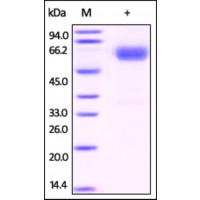 The purity of rh FAM3B Fc Chimera was determined by DTT-reduced (+) SDS-PAGE and staining overnight with Coomassie Blue.