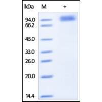 The purity of rh FGFRL1 / FGFR5 Fc Chimera was determined by DTT-reduced (+) SDS-PAGE and staining overnight with Coomassie Blue.