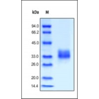 The purity of rh FOLR1 was determined by DTT-reduced (+) SDS-PAGE and staining overnight with Coomassie Blue.