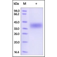 The purity of rh FOLR1, Twin Strep Tag was determined by DTT-reduced (+) SDS-PAGE and staining overnight with Coomassie Blue.