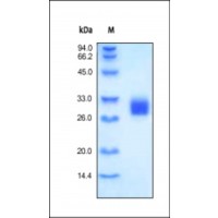 The purity of rh FOLR2 was determined by DTT-reduced (+) SDS-PAGE and staining overnight with Coomassie Blue.