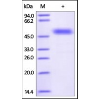 The purity of rh FZD2 / Frizzled-2 Fc Chimera was determined by DTT-reduced (+) SDS-PAGE and staining overnight with Coomassie Blue.