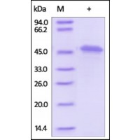 The purity of rh Fumarase /FH was determined by DTT-reduced (+) SDS-PAGE and staining overnight with Coomassie Blue.