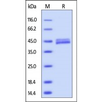 Mouse Galectin-4, His tag on SDS-PAGE under reducing (R) condition. The gel was stained overnight with Coomassie Blue. The purity of the protein is greater than 92%.