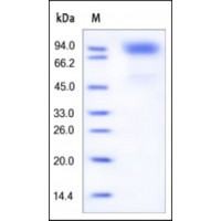The purity of rh GCSFR was determined by DTT-reduced (+) SDS-PAGE and staining overnight with Coomassie Blue.