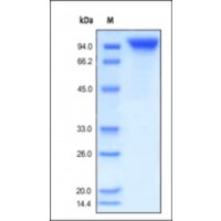 The purity of rh G-CSFR Fc Chimera was determined by DTT-reduced (+) SDS-PAGE and staining overnight with Coomassie Blue.