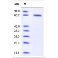 The purity of rh GFRA2 was determined by DTT-reduced (+) SDS-PAGE and staining overnight with Coomassie Blue.