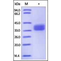 The purity of rh GPA33 was determined by DTT-reduced (+) SDS-PAGE and staining overnight with Coomassie Blue.