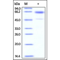 The purity of Mouse CD235a /Glycophorin-A Fc Chimera was determined by DTT-reduced (+) SDS-PAGE and staining overnight with Coomassie Blue.