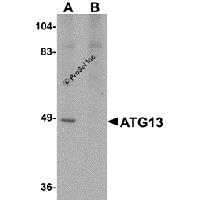Western blot analysis of ATG13 in rat heart tissue lysate with ATG13 antibody at 1 μg/mL in (A) the absence and (B) the presence of blocking peptide.