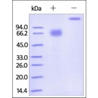 The purity of rh IFNGR1 / CD119 Fc Chimera was determined by DTT-reduced (+) and non-reduced (-) SDS-PAGE and staining overnight with Coomassie Blue.