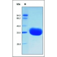 The purity of rh IgG1 Fc was determined by DTT-reduced (+) SDS-PAGE and staining overnight with Coomassie Blue.