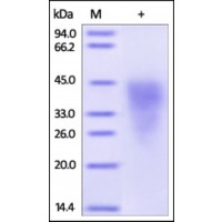 The purity of rh CD300C /CLM-6 /IGSF16 was determined by DTT-reduced (+) SDS-PAGE and staining overnight with Coomassie Blue.