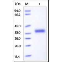 The purity of rh CD122 was determined by DTT-reduced (+) SDS-PAGE and staining overnight with Coomassie Blue.