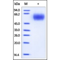 The purity of rh IL17RA /CD217 was determined by DTT-reduced (+) SDS-PAGE and staining overnight with Coomassie Blue.