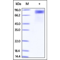 The purity of rh IL17RA / CD217 Fc Chimera was determined by DTT-reduced (+) SDS-PAGE and staining overnight with Coomassie Blue.