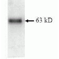 SDS Page pattern of purified IMP-1 recombinant protein was stained with Coomassie Blue.
