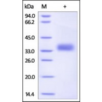 The purity of rh Kallikrein-13 /KLK13 was determined by DTT-reduced (+) SDS-PAGE and staining overnight with Coomassie Blue.