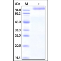 The purity of rh LILRA3 / ILT6 Fc Chimera was determined by DTT-reduced (+) SDS-PAGE and staining overnight with Coomassie Blue.