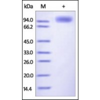 The purity of rh CD85J /LILRB1 Fc Chimera was determined by DTT-reduced (+) SDS-PAGE and staining overnight with Coomassie Blue.