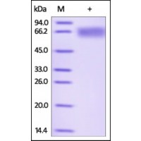 The purity of rh LILRB2 / ILT4 / CD85d was determined by DTT-reduced (+) SDS-PAGE and staining overnight with Coomassie Blue.