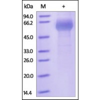 The purity of rh LILRB4 /CD85k Fc Chimera was determined by DTT-reduced (+) SDS-PAGE and staining overnight with Coomassie Blue.