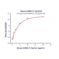 Immobilized Human ANGPTL7, His Tag at 5 ug/mL (100 uL/well) can bind Mouse LILRB4, Fc Tag with a linear range of 0.156-1.25 ug/mL (QC tested).