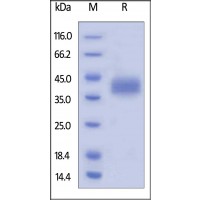 Mouse LILRB4, His Tag on SDS-PAGE under reducing (R) condition. The gel was stained overnight with Coomassie Blue. The purity of the protein is greater than 95%.
