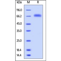 Human LILRB5 / CD85c / LIR-8, His Tag on SDS-PAGE under reducing (R) condition. The gel was stained overnight with Coomassie Blue. The purity of the protein is greater than 95%.