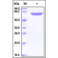 The purity of rh LBP /Lipopolysaccharide was determined by DTT-reduced (+) SDS-PAGE and staining overnight with Coomassie Blue.