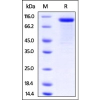 Human LRP-10, Fc Tag on SDS-PAGE under reducing (R) condition. The gel was stained overnight with Coomassie Blue. The purity of the protein is greater than 90%.