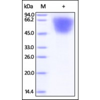 The purity of rh LYPD3 / C4.4A was determined by DTT-reduced (+) SDS-PAGE and staining overnight with Coomassie Blue.