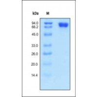 The purity of rh CD146 was determined by DTT-reduced (+) SDS-PAGE and staining overnight with Coomassie Blue.