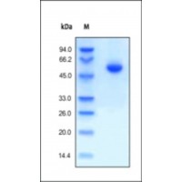 The purity of rh CD146 /MCAM Fc Chimera was determined by DTT-reduced (+) SDS-PAGE and staining overnight with Coomassie Blue.