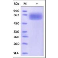 The purity of rh ROBO4 was determined by DTT-reduced (+) SDS-PAGE and staining overnight with Coomassie Blue.