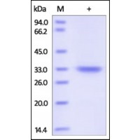 The purity of rh Myocilin / MYOC was determined by DTT-reduced (+) SDS-PAGE and staining overnight with Coomassie Blue.
