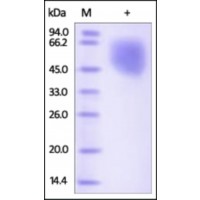 The purity of rh PVRL1 /Nectin-1 was determined by DTT-reduced (+) SDS-PAGE and staining overnight with Coomassie Blue.