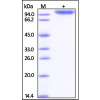 The purity of rh NLGN3 / Neuroligin-3 was determined by DTT-reduced (+) SDS-PAGE and staining overnight with Coomassie Blue.