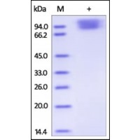 The purity of rh NLGN4X / Neuroligin 4 was determined by DTT-reduced (+) SDS-PAGE and staining overnight with Coomassie Blue.