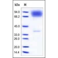 The purity of rh NLGN4Y was determined by DTT-reduced (+) SDS-PAGE and staining overnight with Coomassie Blue.
