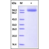 The purity of rh NRP1 / Neuropilin‑1 / CD304 was determined by DTT-reduced (+) SDS-PAGE and staining overnight with Coomassie Blue.