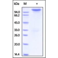 The purity of rh NRP1 / CD304 Fc Chimera was determined by DTT-reduced (+) SDS-PAGE and staining overnight with Coomassie Blue.