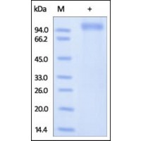 The purity of rh LRRC4 was determined by DTT-reduced (+) SDS-PAGE and staining overnight with Coomassie Blue.