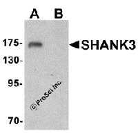 Western blot analysis of SHANK3 in 3T3 cell lysate with SHANK3 antibody at 1 μg/ml in (A) the absence and (B) the presence of blocking peptide.