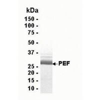 SDS PAGE: Analysis of PEF Recombinant Protein. 4-20% SDS gradient gel. Coomassie blue staining.