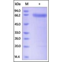 The purity of rh PH20 was determined by DTT-reduced (+) SDS-PAGE and staining overnight with Coomassie Blue.