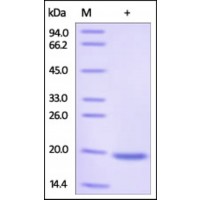 The purity of rh PLA2G1B / PLA2 was determined by DTT-reduced (+) SDS-PAGE and staining overnight with Coomassie Blue.