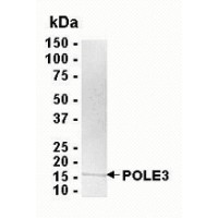 SDS PAGE: Analysis of POLE3 Recombinant Protein. 4-20% SDS gradient gel. Coomassie blue staining.